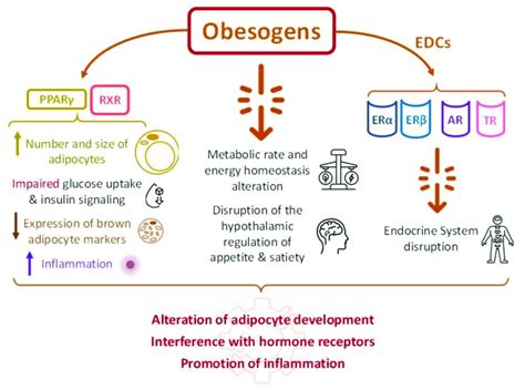 Mechanisms mediating the health-disruption effects of obesogens and the ...