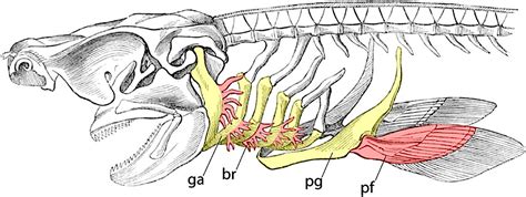 Cranial or postcranial—Dual origin of the pectoral appendage of ...