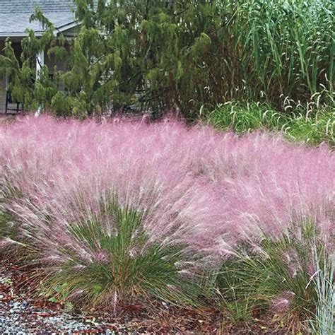 Pink Muhly Grass | Gurney's Seed & Nursery Co.