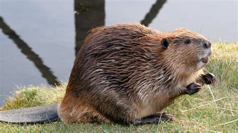 carta da parati castoro,castoro,citello,animale terrestre,nutria ...