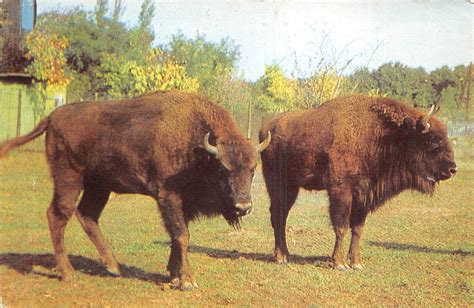 B25961 Animals zimbru bison / HipPostcard