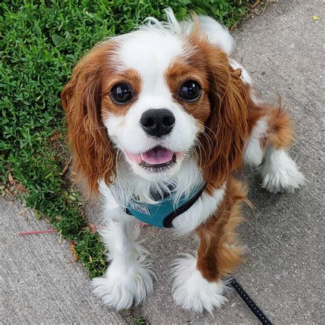 Cavalier King Charles Spaniel Personality # ...