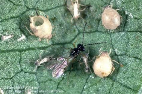 Getting Wild and Wooly: Woolly Apple Aphid Management: July 20th, 2019 ...