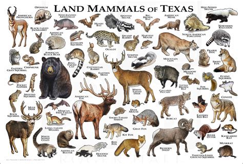 Land Mammals of Texas Poster Print / Texas Mammals Field Guide - Etsy