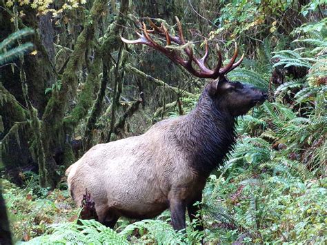 An elk in the Hoh Rainforest, WA : r/wildlifephotography