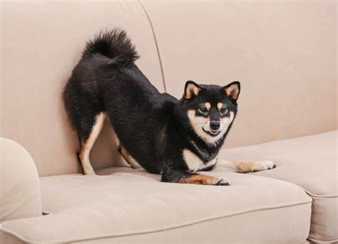 Shiba Inu: Hard to train, stubborn, easily bored, but loyal