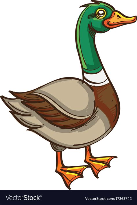 Drake duck Royalty Free Vector Image - VectorStock