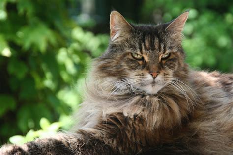 Everything You Need to Know About Maine Coon Cats – LIFE AS A HUMAN