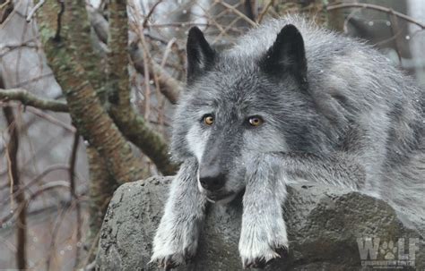 Wolf Hunt Quota Set To Kill Twenty Percent of Alaska’s Rare Alexander ...