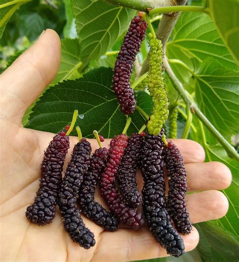 Dwarf Everbearing Mulberry Plant Morus Nigra Sweet Fruit 4 Pot ...