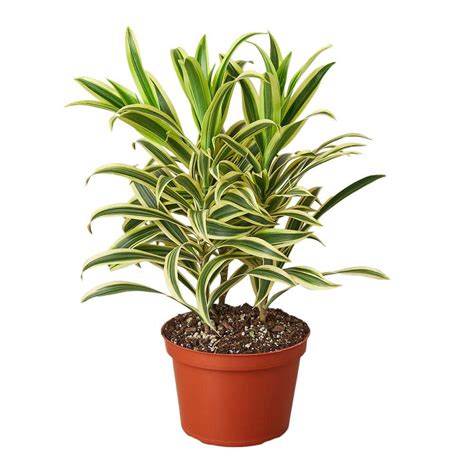 Song of India (Dracaena) Plant in 6 in. Grower Pot 6_DRACAENA_SONG.OF ...