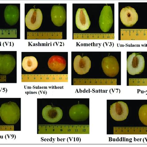 The investigated Indian jujube varieties. | Download Scientific Diagram