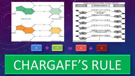 Chargaff's Rule Worksheet Answers