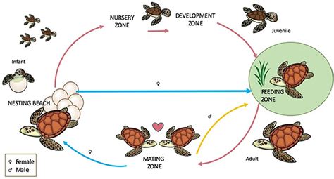 Green Turtle Life Cycle Diagram