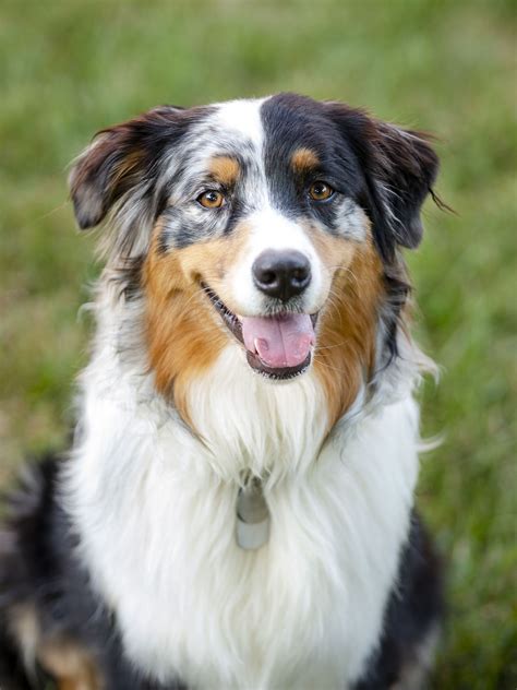 What Are The Best Sheep Dogs