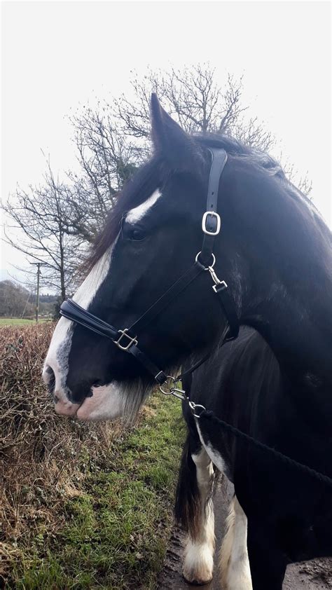 Shire / Heavy Horse Luxury Leather Padded Head Collar