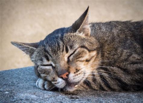 Why Is My Cat Drooling? | PetMD