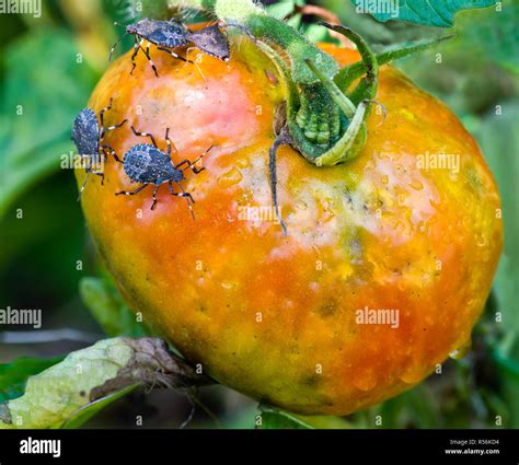 Brown marmorated stink bugs (Halyomorpha halys) feeding on garden ...