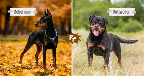 Doberman vs. Rottweiler: Key Differences & Similarities