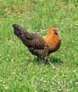 Deathlayer Chicken Breed: Eggs, Color, Size, Lifespan, Pictures