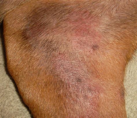 NATURAL REMEDIES FOR DOG YEAST INFECTION | Views and More