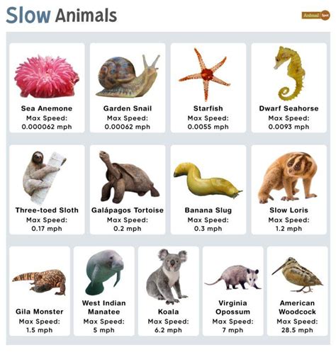 Slow Animals – Facts, List, Pictures