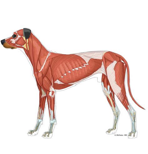 Brachioradialis Muscle Origin And Insertion