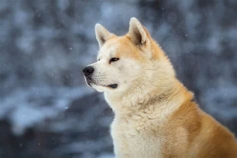 What Kind Of Dog Is Hachi? (The Story, The Film, The Breed)