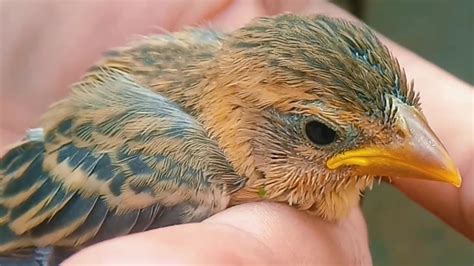 Baby Bird in Rural Area: A Heartwarming Video of a Fledgling Growing Up ...