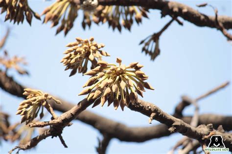 Mahua: India’s Most Intoxicating Tree Attracts Man And Animal ...