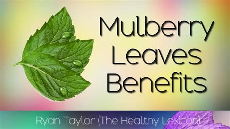 Mulberry Leaves: Benefits (Tea) - YouTube