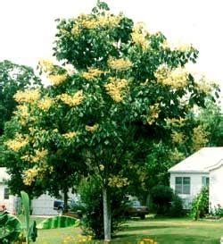 Chinese Parasol Tree