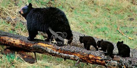 Florida Black Bear Cubs - Bing Images | Florida | Pinterest | Image ...