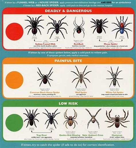 http://www.pestcontrolrichmondvirginia.com | Types of spiders, Spider ...