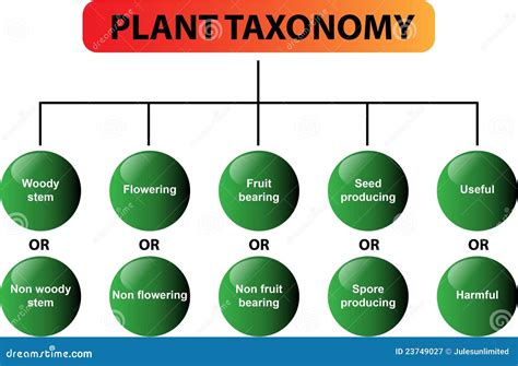 Flower Taxonomy Chart