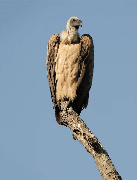 Soaring into Action for International Vulture Awareness Day – Ford Wil ...