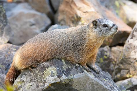 Yellow-bellied marmot, Marmota flaviventris, Yellowstone National Park ...