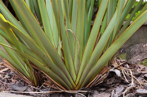 How to Grow and Care for New Zealand Flax