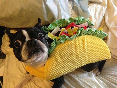 10 Doggone Delicious Halloween Costumes | EatStreet Blog