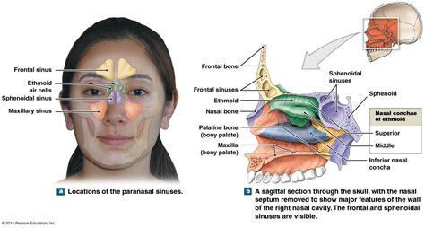 86 Awesome What Do Ethmoid Air Cells Do - insectza