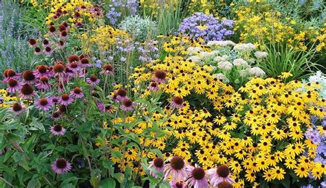 Perennial Flowers that Bloom All Summer | Gilmour | 1000 | Shade ...