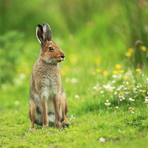 Irish hare animals native to Ireland | Ireland Before You Die