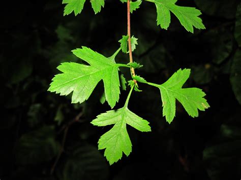 Hawthorn leaf | nz_willowherb | Flickr