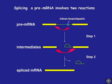 PPT - What is RNA splicing? PowerPoint Presentation, free download - ID ...