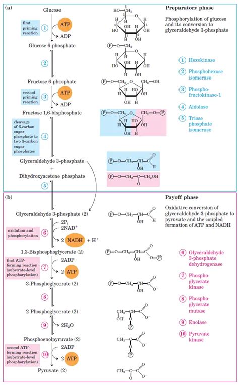 Glycolysis : All Steps with Diagram, Enzymes, Products, Energy Yield ...