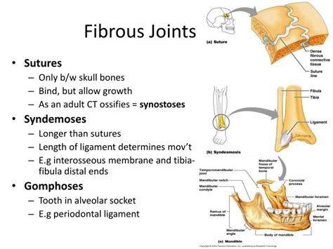 Types Of Fibrous Joints