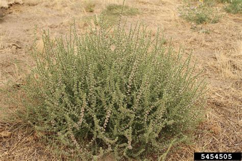 Russian thistle (Salsola tragus L.)