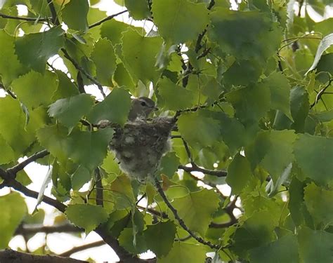 Recent Sightings: Warbling Vireo Nest