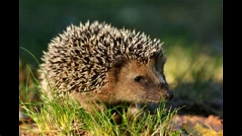 Hibernation in Hedgehogs Explained So Very Simply - YouTube