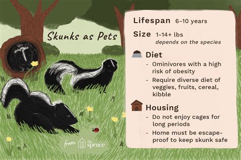 Skunks As Pets